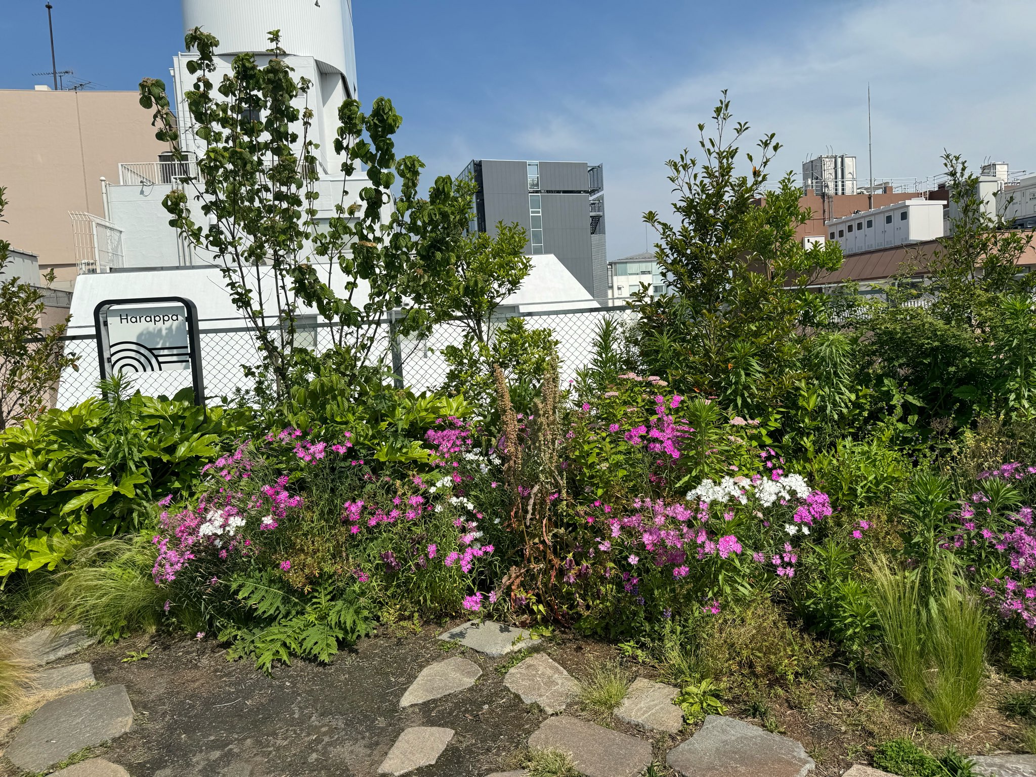 デュアオーネの屋上に「Harappa」とういうエリアがあります。草花が植えてあり、ちょっとした庭園になっています。