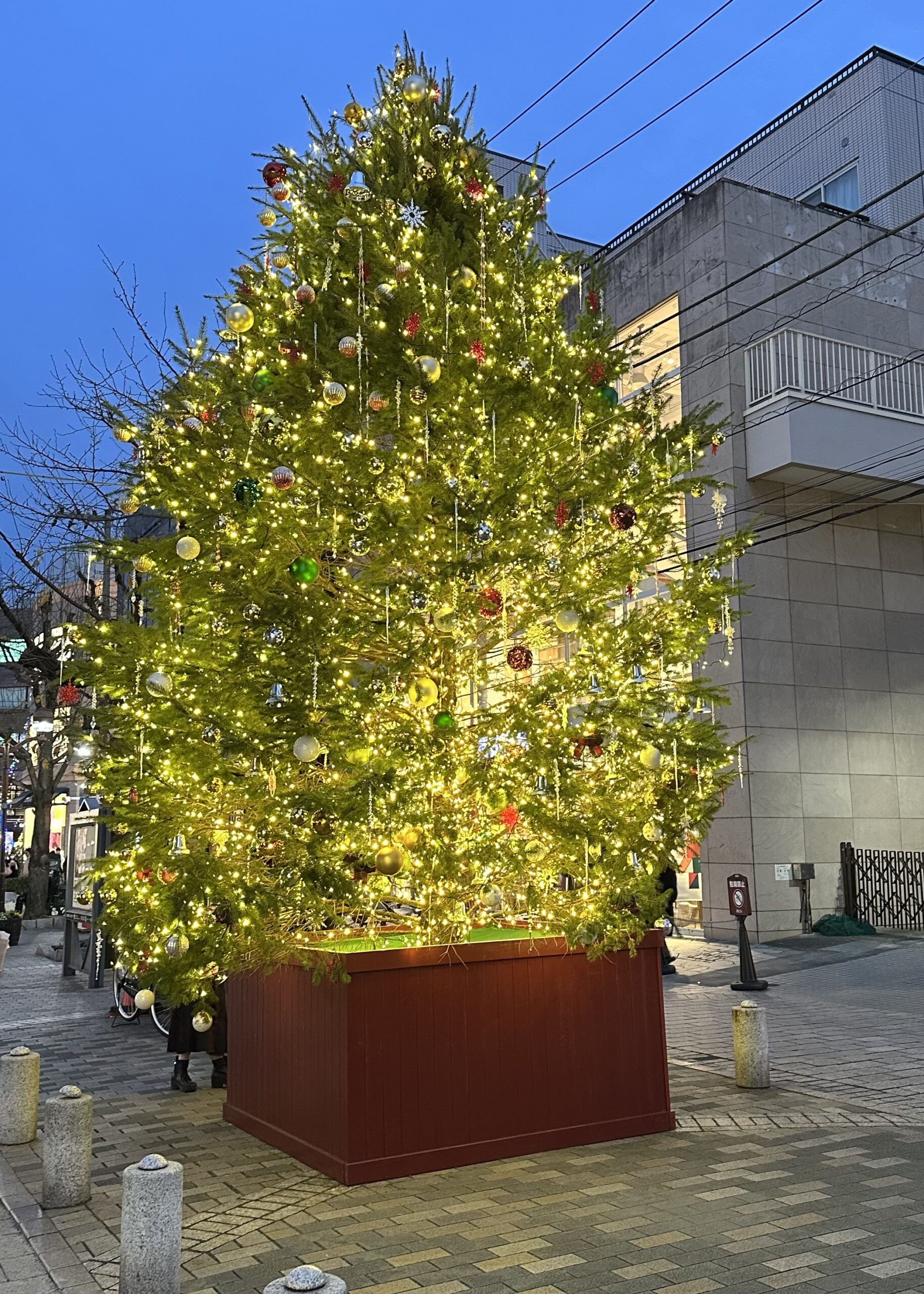 自由が丘駅南口から徒歩1分の九品仏川緑道のイルミネーション🌲高さ4メートルの天然のモミの木を設置し、イルミネーションとオーナメントで装飾されてい