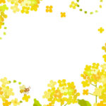 季節の花（3月・春）菜の花がイラストでデザインされたフレーム（背景/メニュー/POP）などの素材としご利用頂けます。春をイメージした菜の花が咲き誇るデザインのテ
