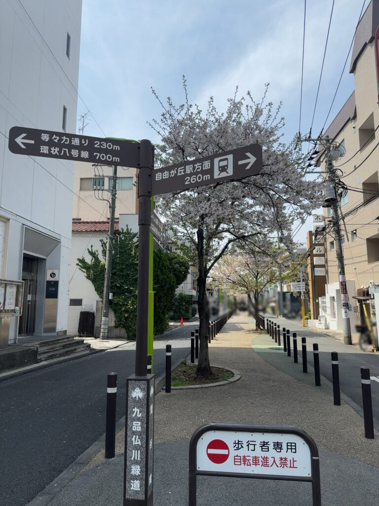 満開は過ぎてしまいましたが、葉