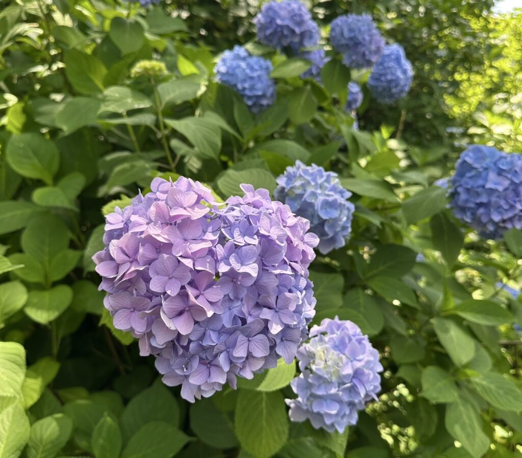 たくさんの紫陽花