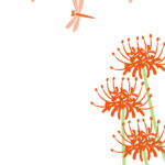 9月の彼岸花・赤とんぼフレーム素材（縦型・透過・白黒・お便り・写真・メッセージカード）のテンプレートとなります。9月は彼岸花と赤とんぼが描かれた秋の訪れをイメー