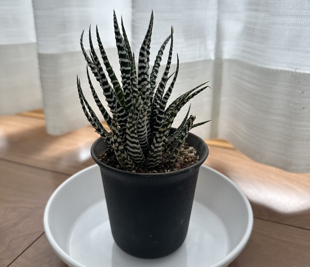 購入した植物