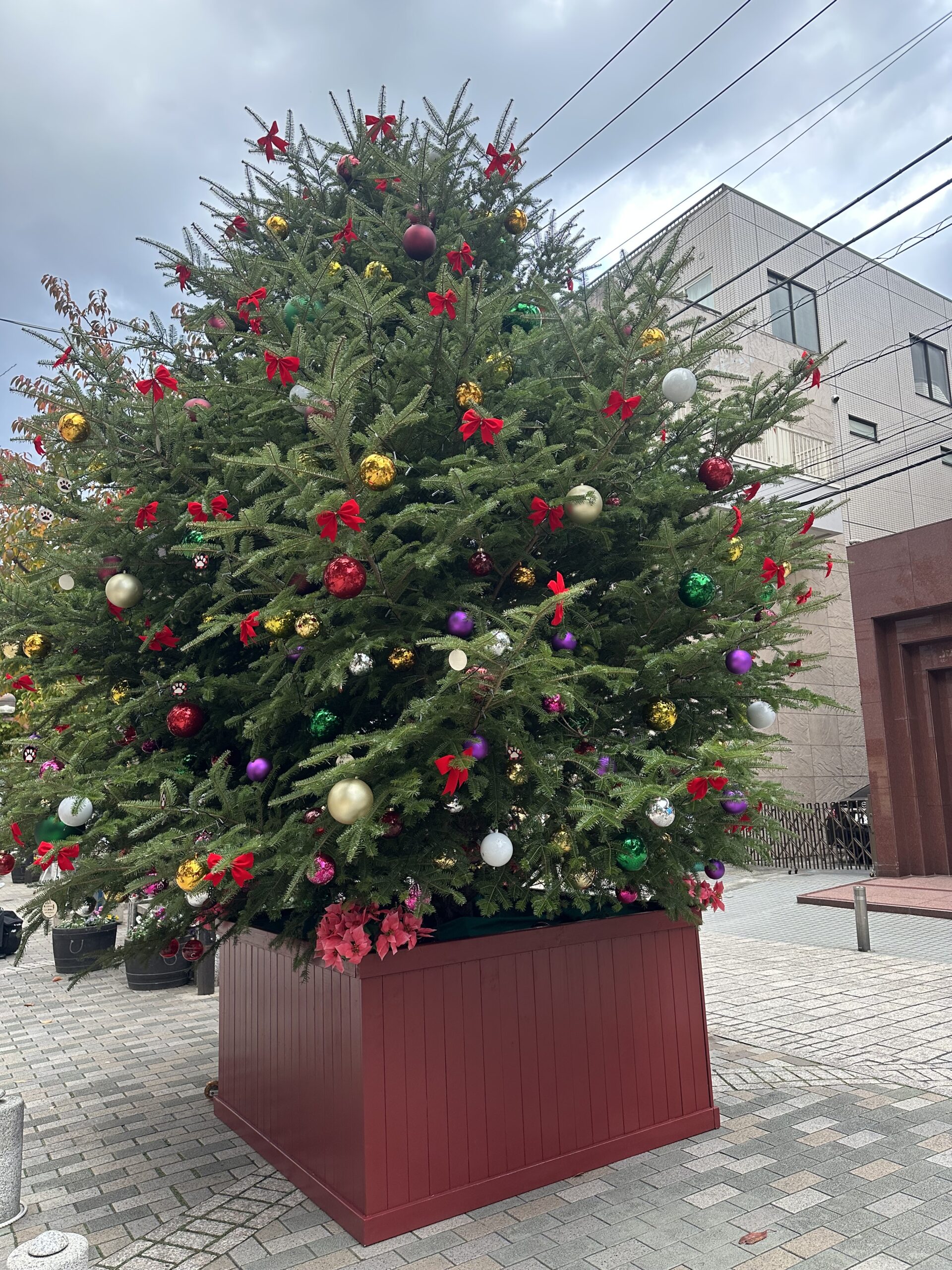 今年も九品仏緑道にクリスマスツリーが登場しました！ 2025年11月16日（日）に自由が丘駅商店街でマリクレール点灯式が開催されました。 東急電鉄の各駅の駅長が