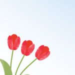 赤いチューリップの花がかわいく並ぶ、春のシーズンにぴったりのテンプレート！ 色鮮やかなチューリップのイラストのテンプレートです。春の訪れを喜び、立派に咲き揃った