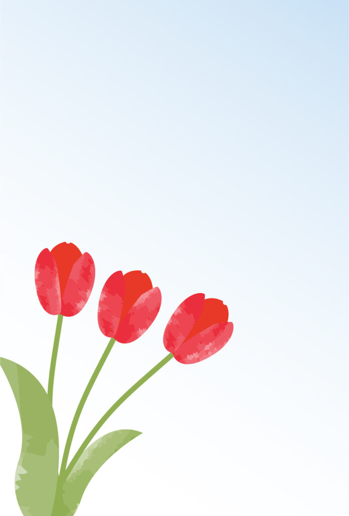 赤いチューリップの花がかわいく