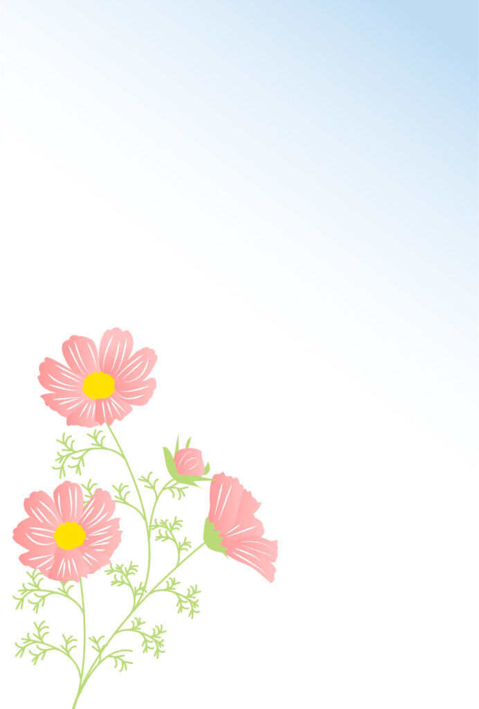 ピンク色のコスモスのイラストが