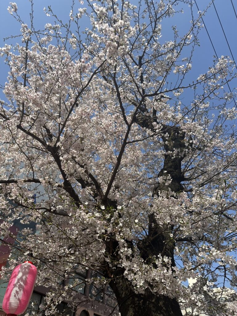 自由が丘の九品仏緑道の桜も見頃