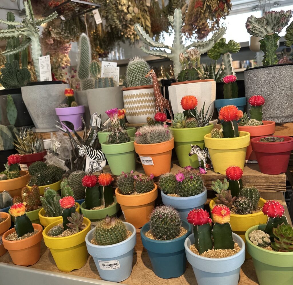 サボテンが可愛い。トゥデイズスペシャル