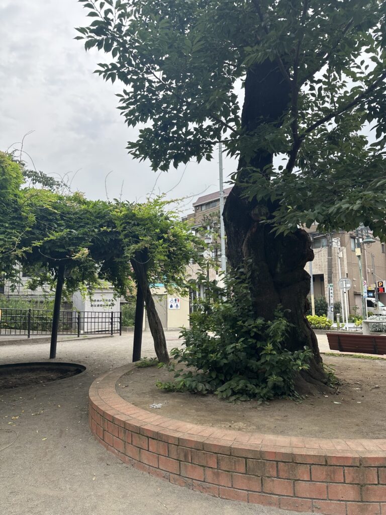 大きな木がある「自由が丘公園」