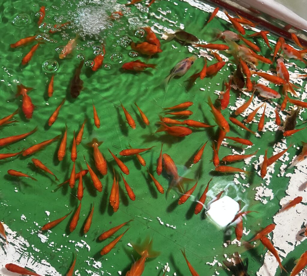 金魚すくい
